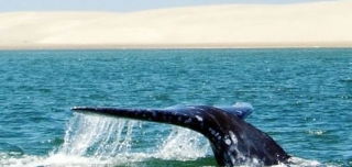  Seeing whales 